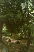 Rain Forest in Grenada