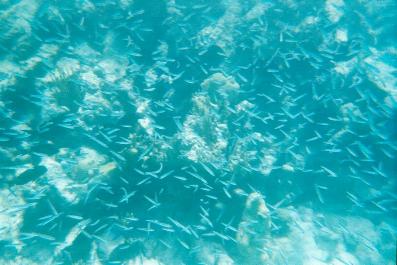 Banc de poissons à Noromqui