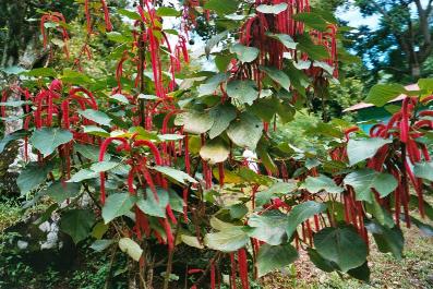 Rain Forest in Grenada