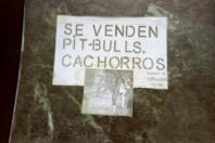 Je vends un pit-bul par affichage