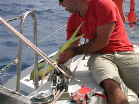 Remise a l'eau d'une dorade